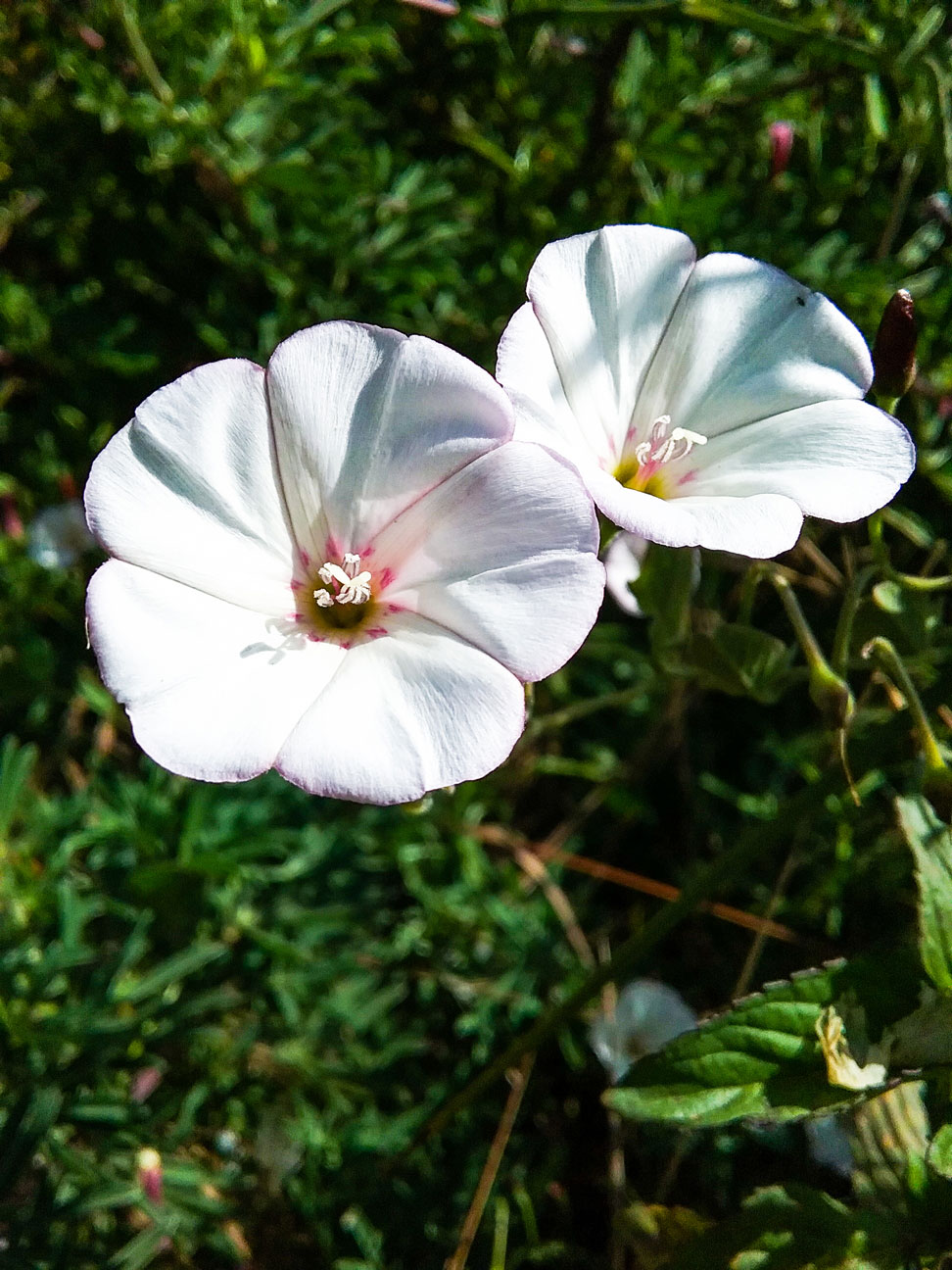 flor azul