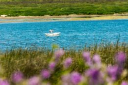 Laguna Albufera | Reserva El Yali | sin título 20 de diciembre de 2018 DSC00588 | Litoral Poeta | Antítesis, el convento, fotografias, Gulppiz, Litoral Poeta, Reserva nacional el yali, Santo Domingo