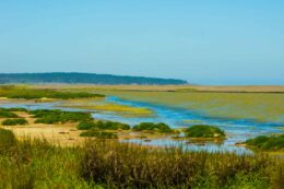 Laguna Albufera | Reserva El Yali | sin título 20 de diciembre de 2018 DSC00654 | Litoral Poeta | Antítesis, el convento, fotografias, Gulppiz, Litoral Poeta, Reserva nacional el yali, Santo Domingo