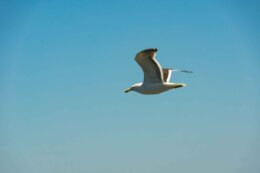 Laguna Albufera | Reserva El Yali | sin título 20 de diciembre de 2018 DSC00660 | Litoral Poeta de Las Artes | Antítesis, el convento, fotografias, Gulppiz, Litoral Poeta, Reserva nacional el yali, Santo Domingo