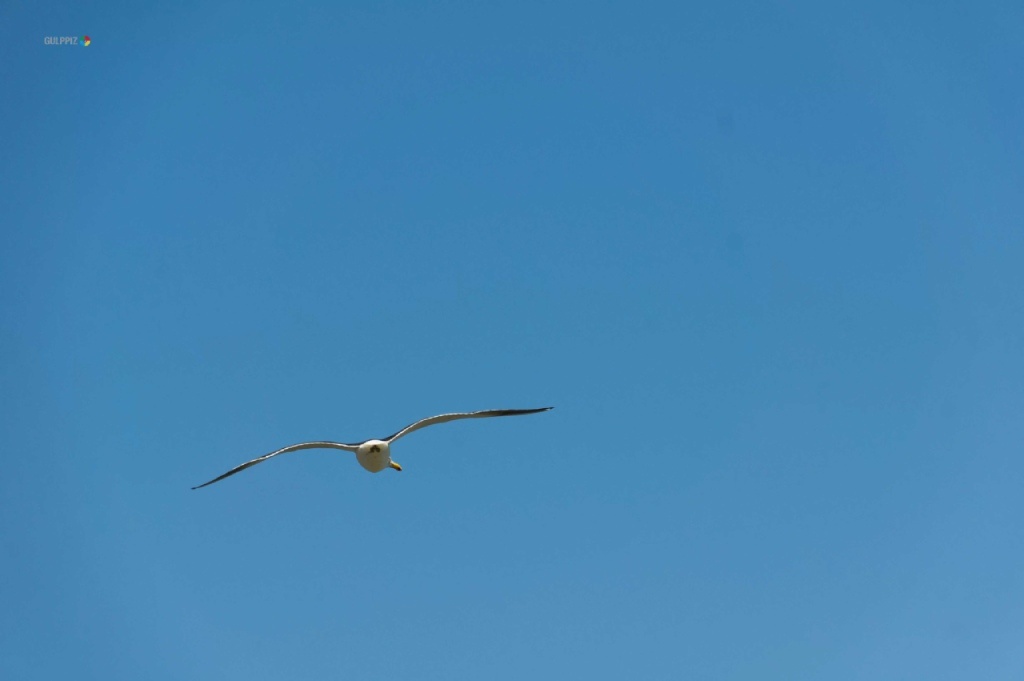 gaviota algarrobo galería