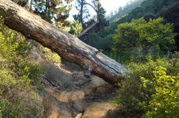 Quebrada de Córdova | sin título 04 de julio de 2019 DSC06201Quebrada de Cordova Litoral Poeta El Tabo El Quisco Lugares | Litoral Poeta | El Quisco, El Tabo, litoral de los poetas, Quebrada, Quebrada de Córdova