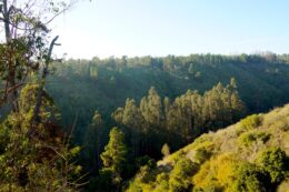 Quebrada de Córdova | sin título 04 de julio de 2019 DSC06399Quebrada de Cordova Litoral Poeta El Tabo El Quisco Lugares | Litoral Poeta | El Quisco, El Tabo, litoral de los poetas, Quebrada, Quebrada de Córdova