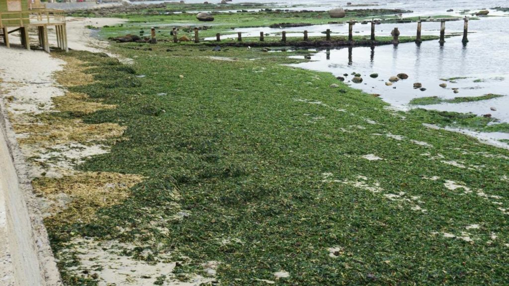 Contaminación de nuestro mar: se activa importante instancia de coordinación interregional | pla alg | Litoral Poeta | algarrobo al día