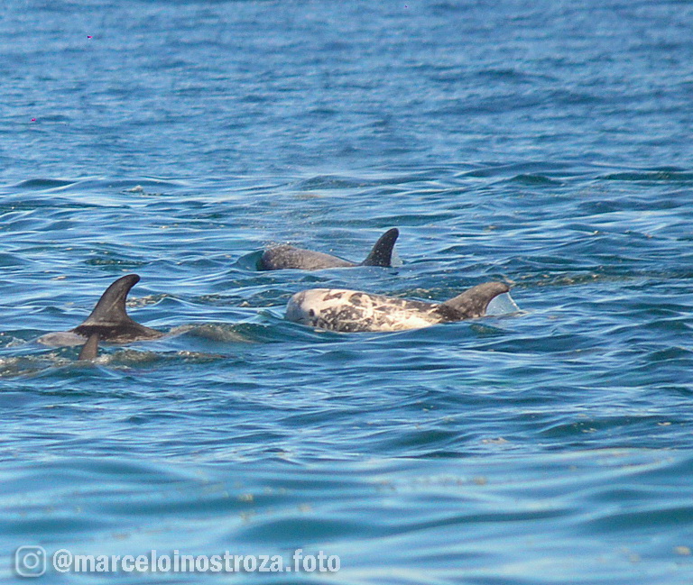 Calderones grises en Algarrobo | calderones 2 | Litoral Poeta de Las Artes | Algarrobo