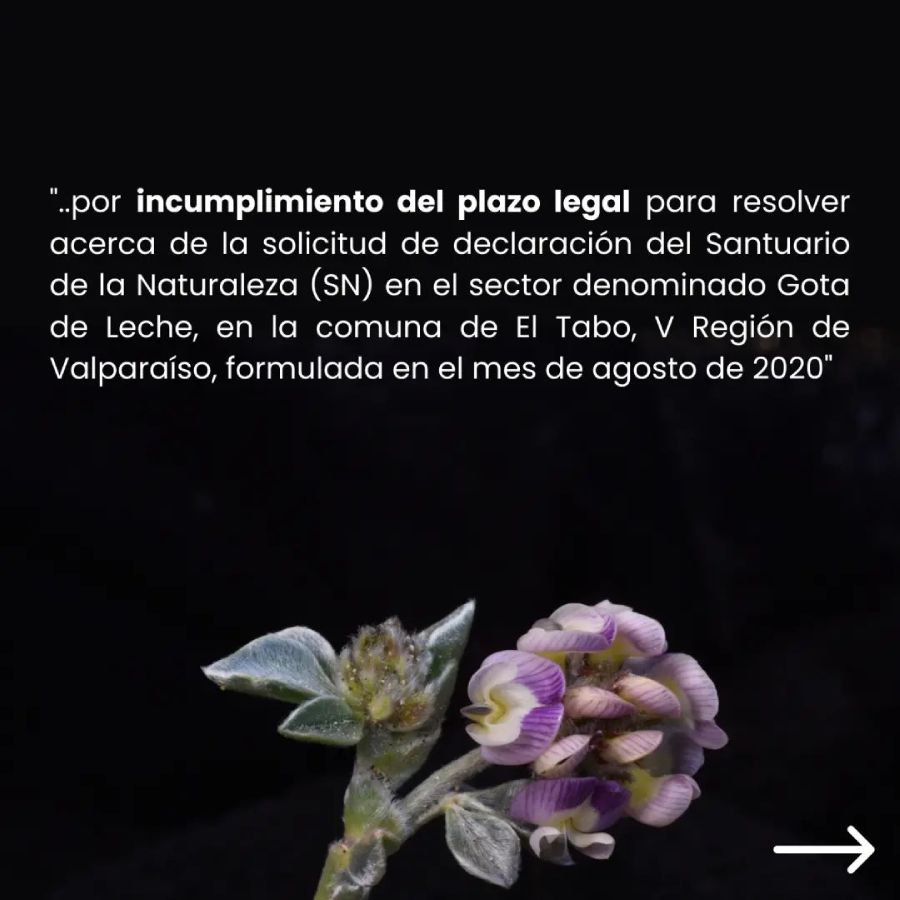 Ecosta oficia al MMA por dilatación excesiva en resolución sobre Gota de Leche | gota de leche Fundacion Cosmos 2 | Litoral Poeta | Desarrollo, ecopoesía, El Tabo, Las Cruces, litoral de los poetas, Litoral Poeta, ministerio medio ambiente, naturaleza, poesía, poiesis, Santuario de la Naturaleza