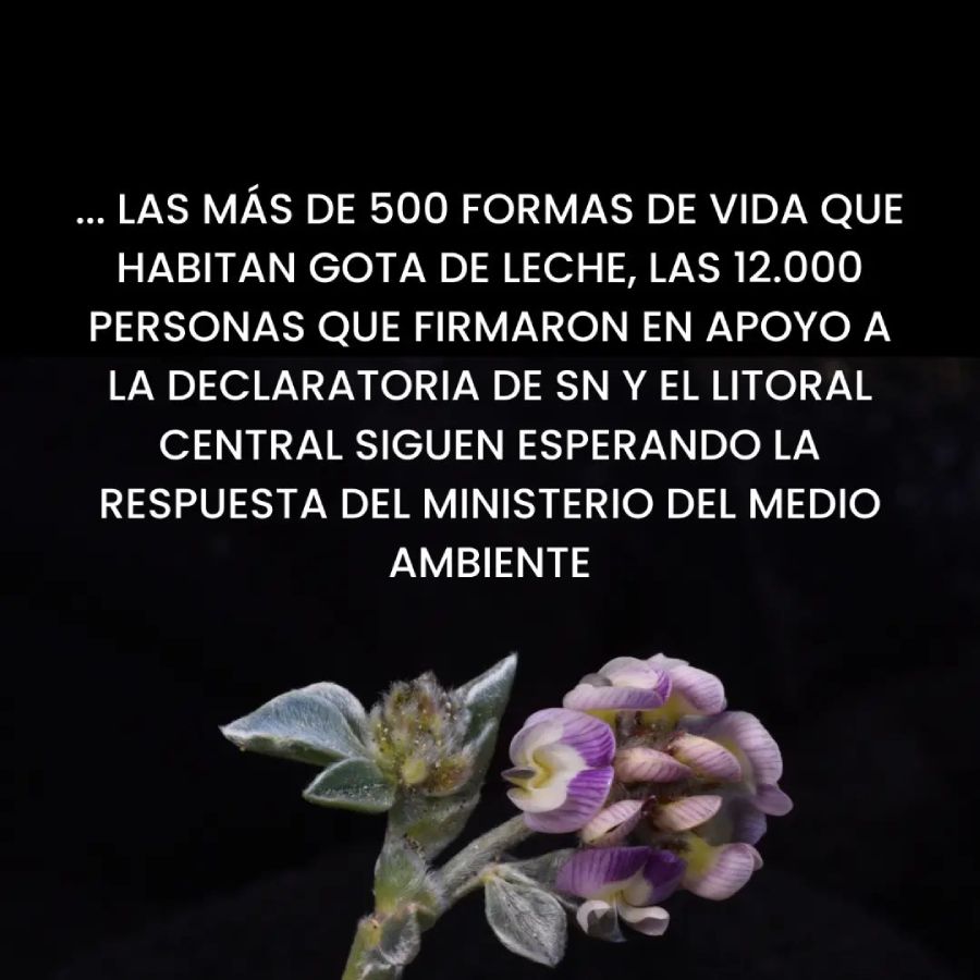 Ecosta oficia al MMA por dilatación excesiva en resolución sobre Gota de Leche | gota de leche Fundacion Cosmos 8 | Litoral Poeta | Desarrollo, ecopoesía, El Tabo, Las Cruces, litoral de los poetas, Litoral Poeta, ministerio medio ambiente, naturaleza, poesía, poiesis, Santuario de la Naturaleza