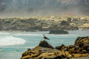 Gulppiz Juan Gaviota Gota de Leche El Tabo Monte upgrade