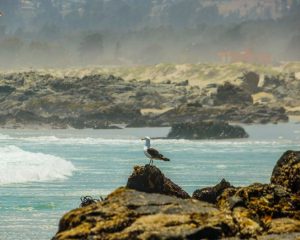 Gulppiz Juan Gaviota Gota de Leche El Tabo Monte upgrade