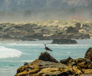 Gulppiz Juan Gaviota Gota de Leche El Tabo Monte upgrade